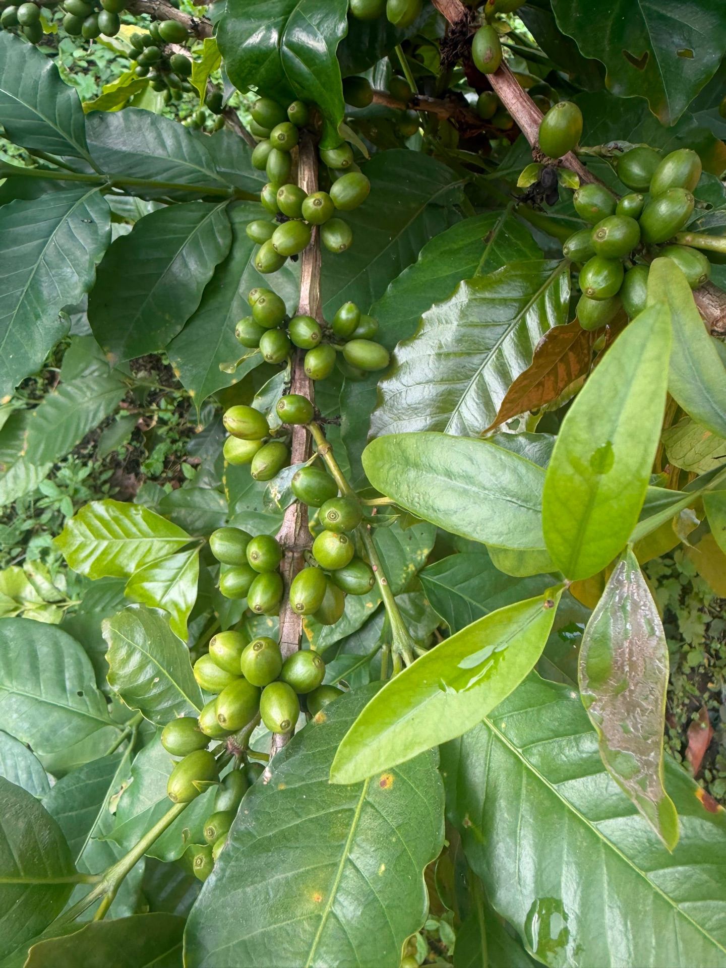 Coffee cherries developing on the branch